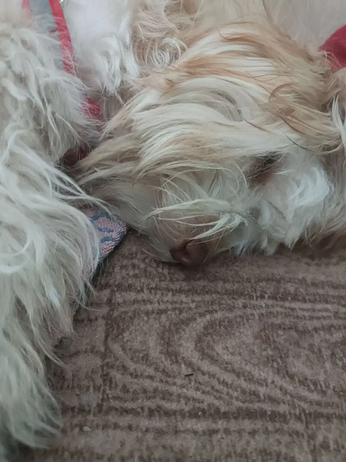 گمشده|حیوانات|علی‌آباد کتول, |دیوار