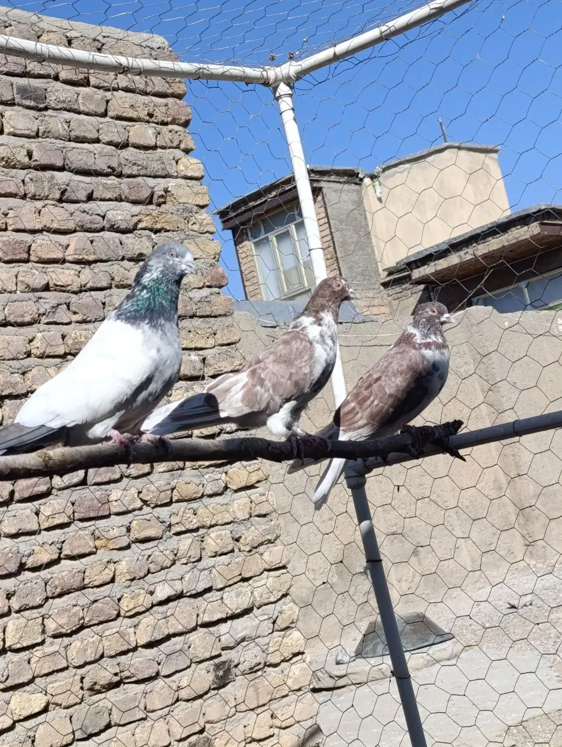 کبوتر،تهرانی درجه یک،شرطی|پرنده|بیستون, |دیوار