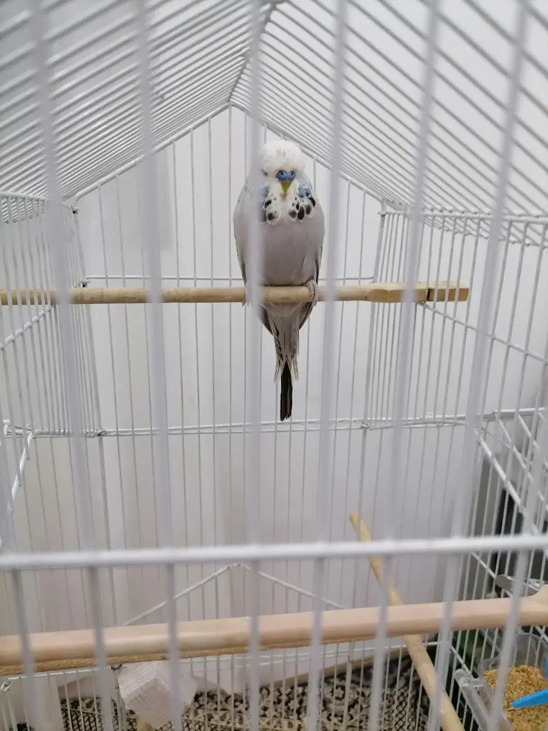 مرغ عشق انگلیسی نر|پرنده|آمل, |دیوار