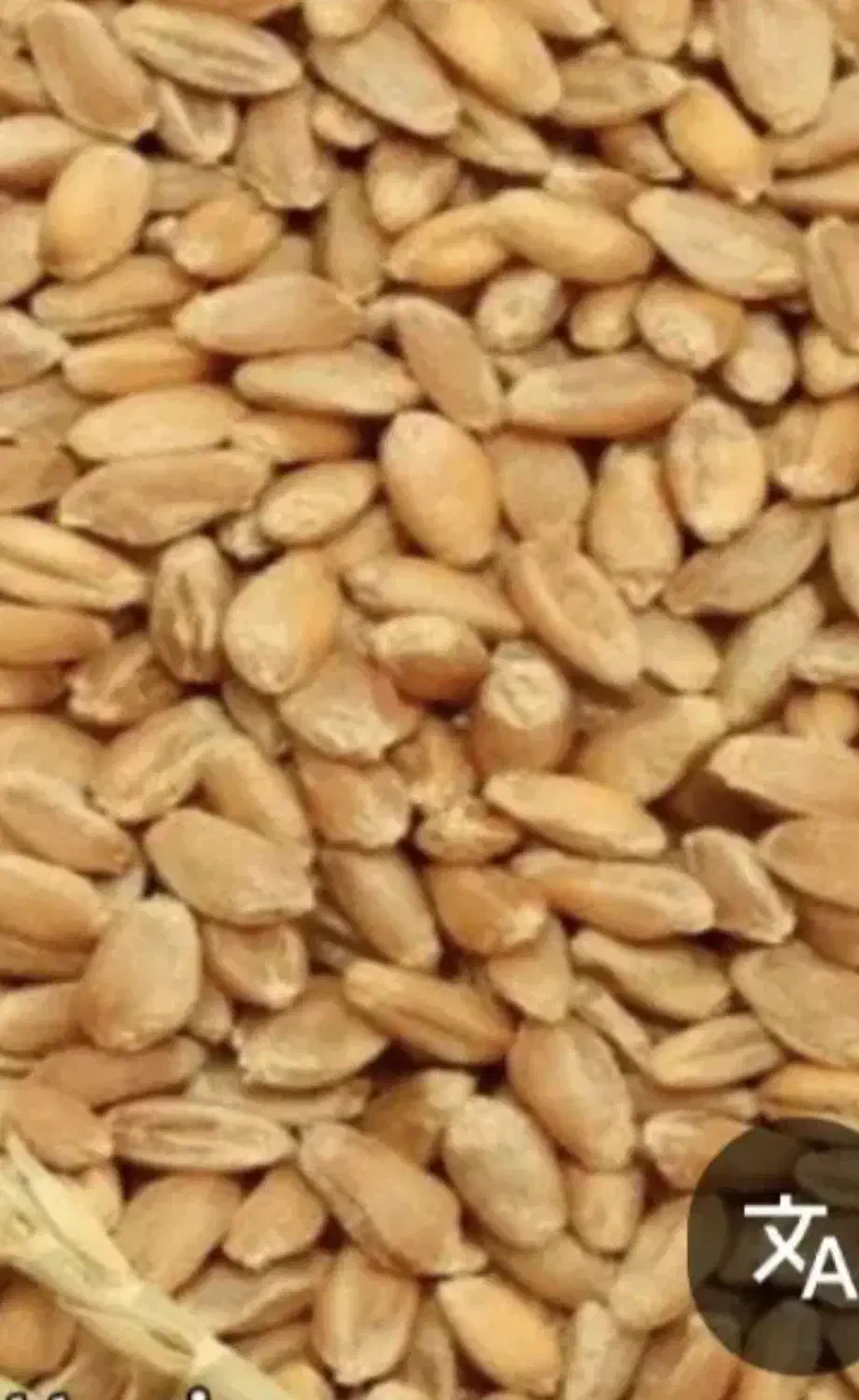 بذر گندم|گل و گیاه طبیعی|کرخه, |دیوار