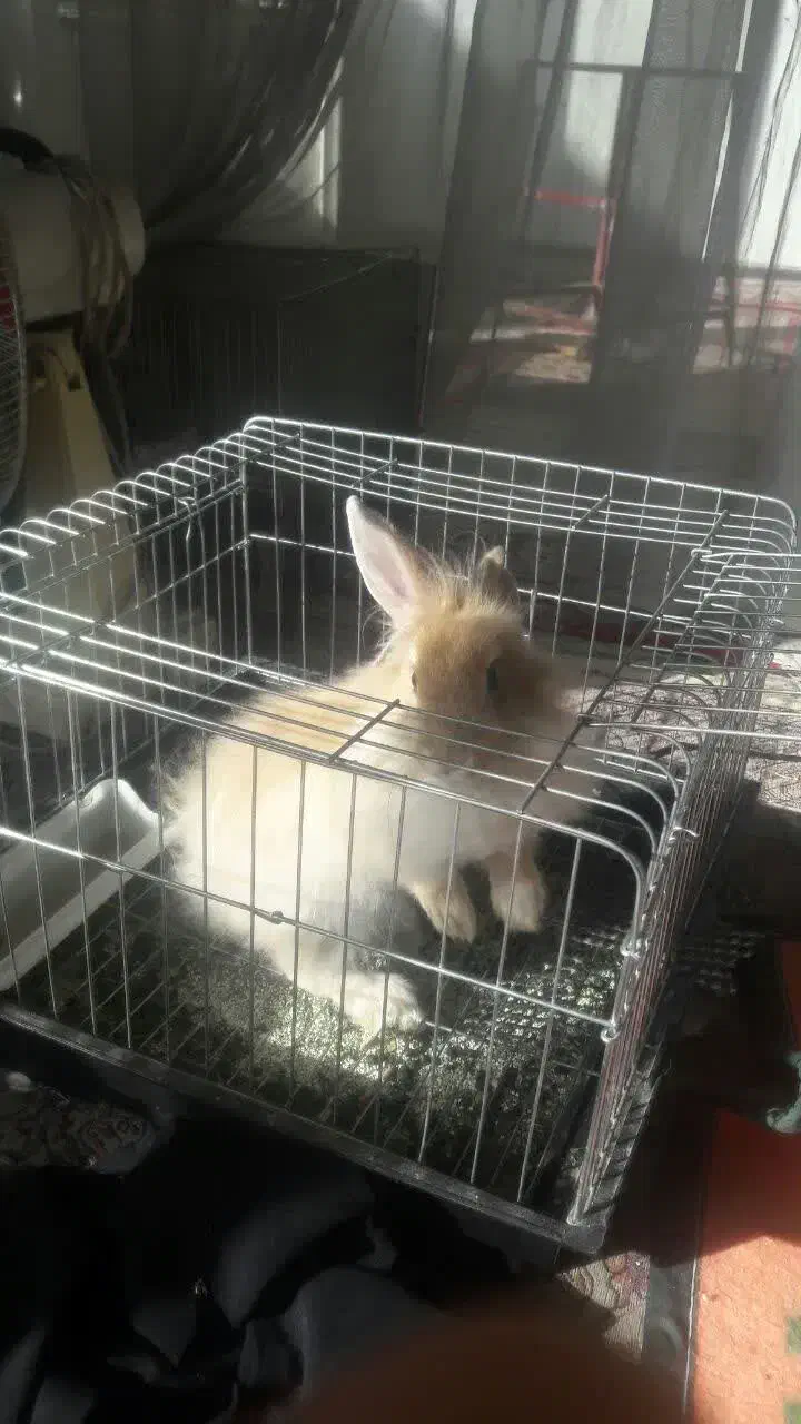 خرگوش|موش و خرگوش|لنجان, |دیوار