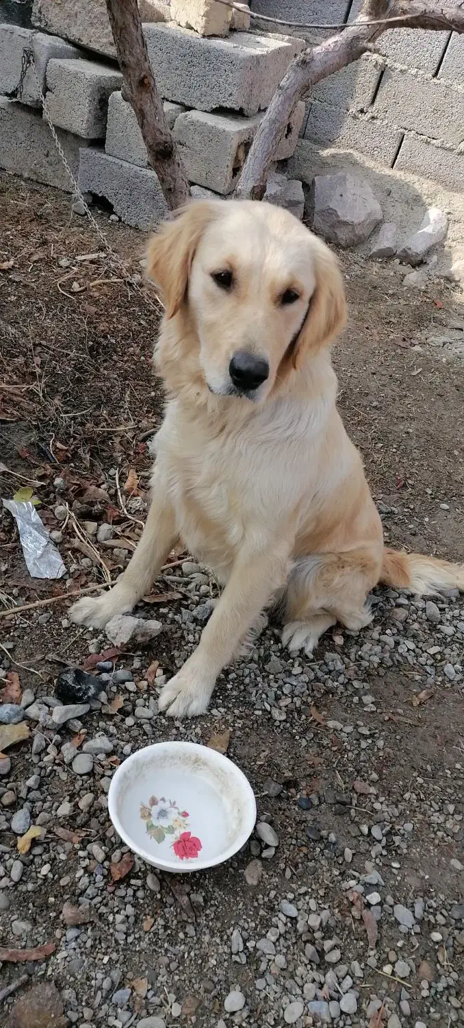 با سلام سگ نژاد گلدن رتریور|سگ|ارومیه, |دیوار
