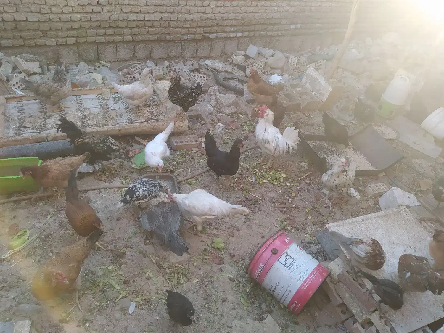 مرغ و خروس جوجه|حیوانات مزرعه|اندیمشک, |دیوار