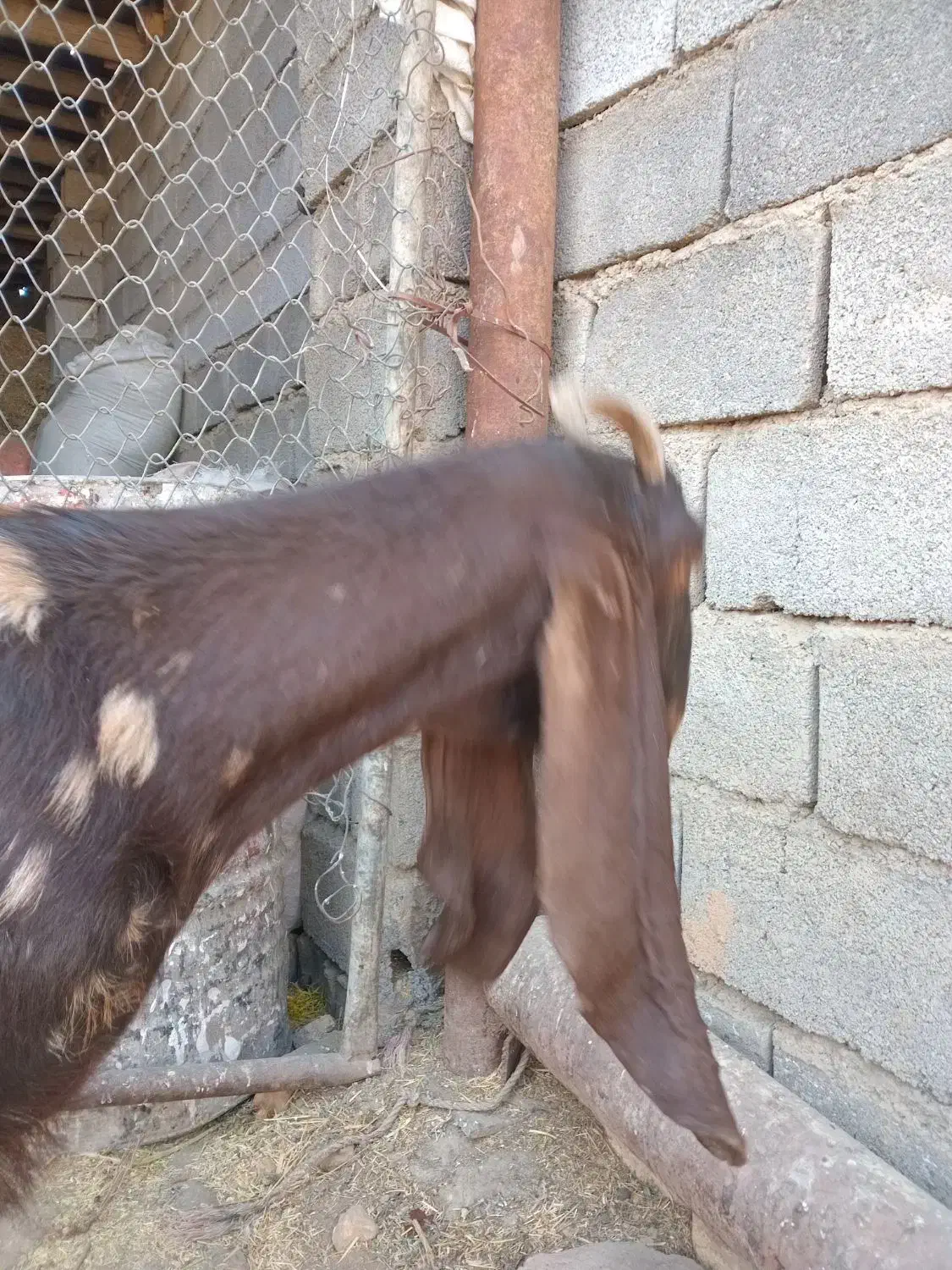 بز پاکستانی اصل جوان  درشت دقلو  آبستن|حیوانات مزرعه|قره چای, |دیوار