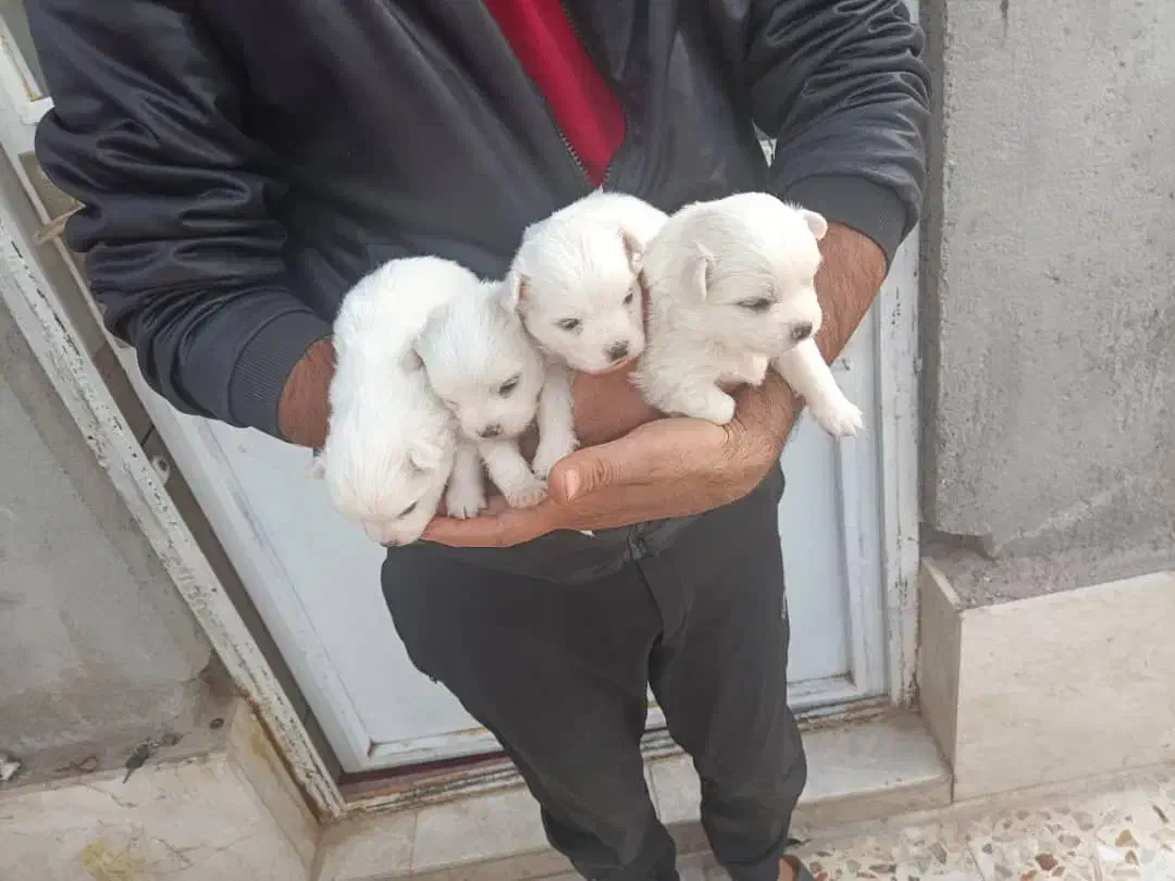 فروش ۴عددتوله پشمی ریز|سگ|داراب, |دیوار