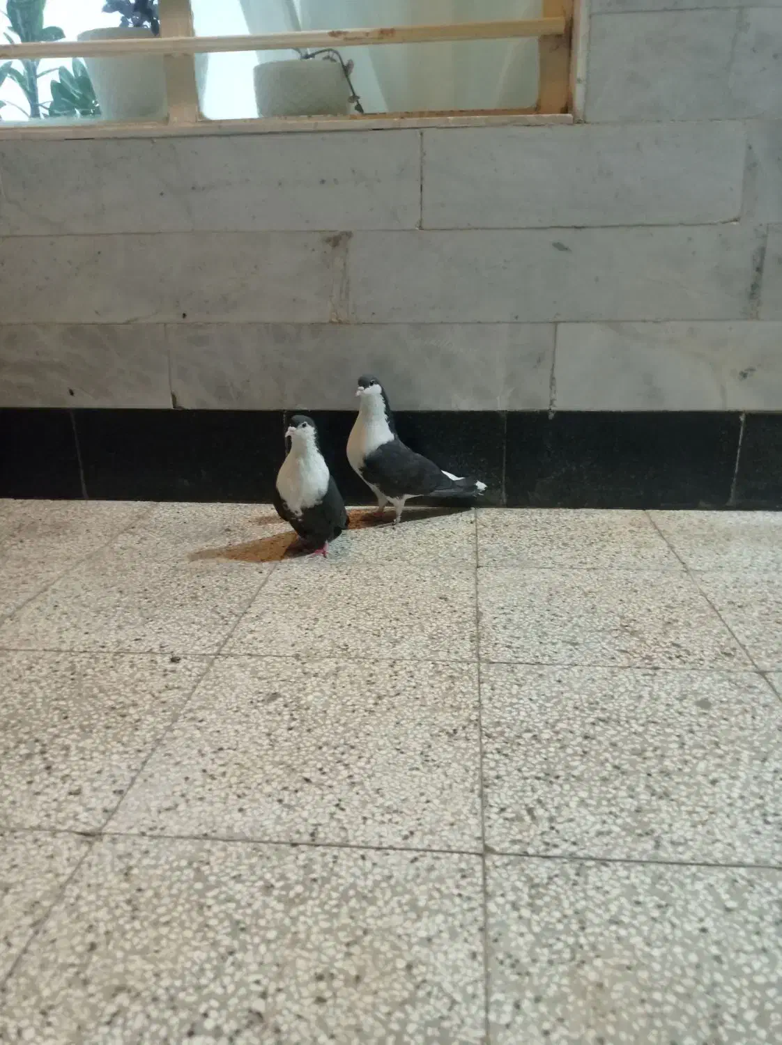 جفت ضمانتی ریش|پرنده|قائن, |دیوار