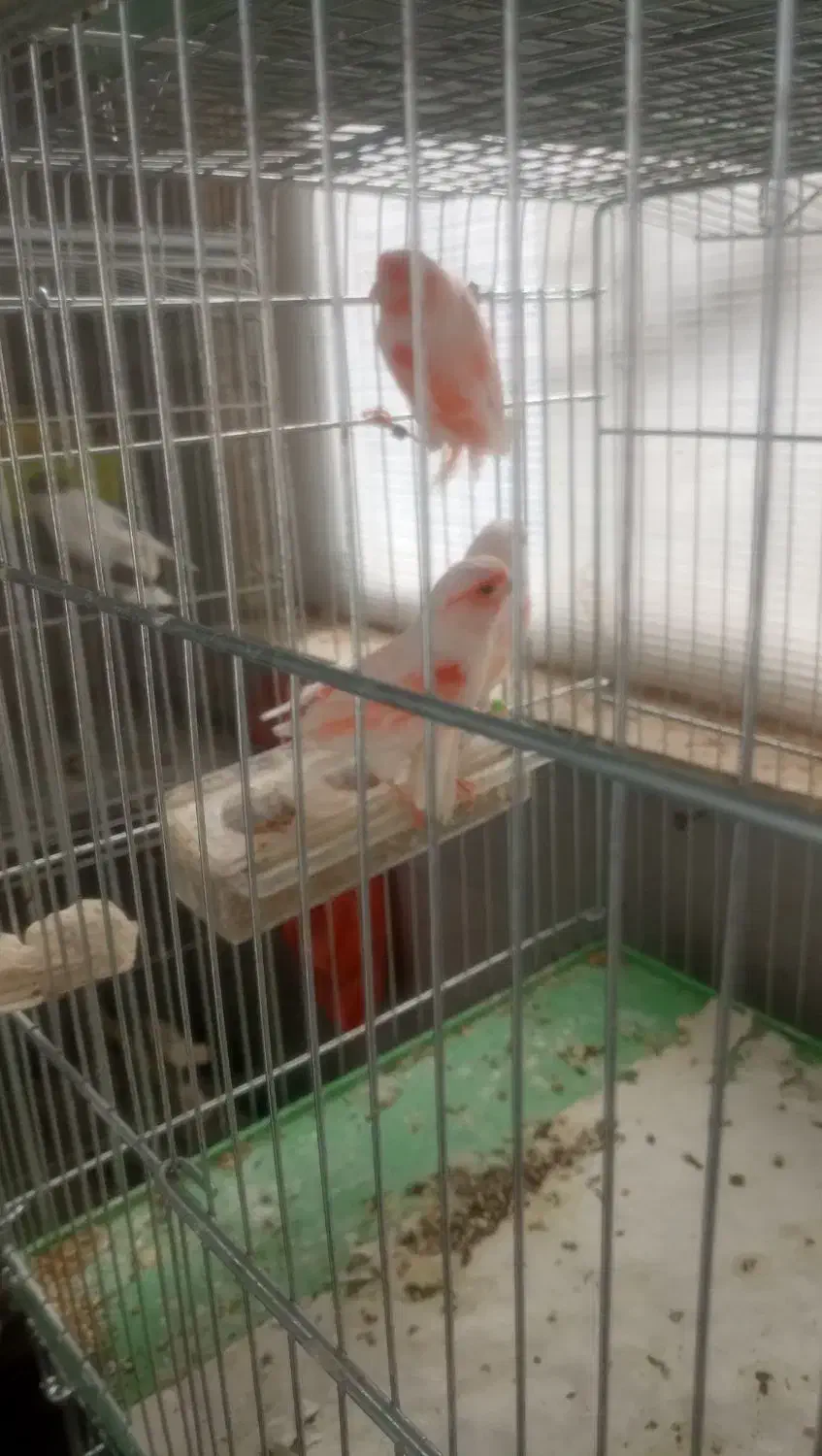 قناری|پرنده|اردبیل, |دیوار