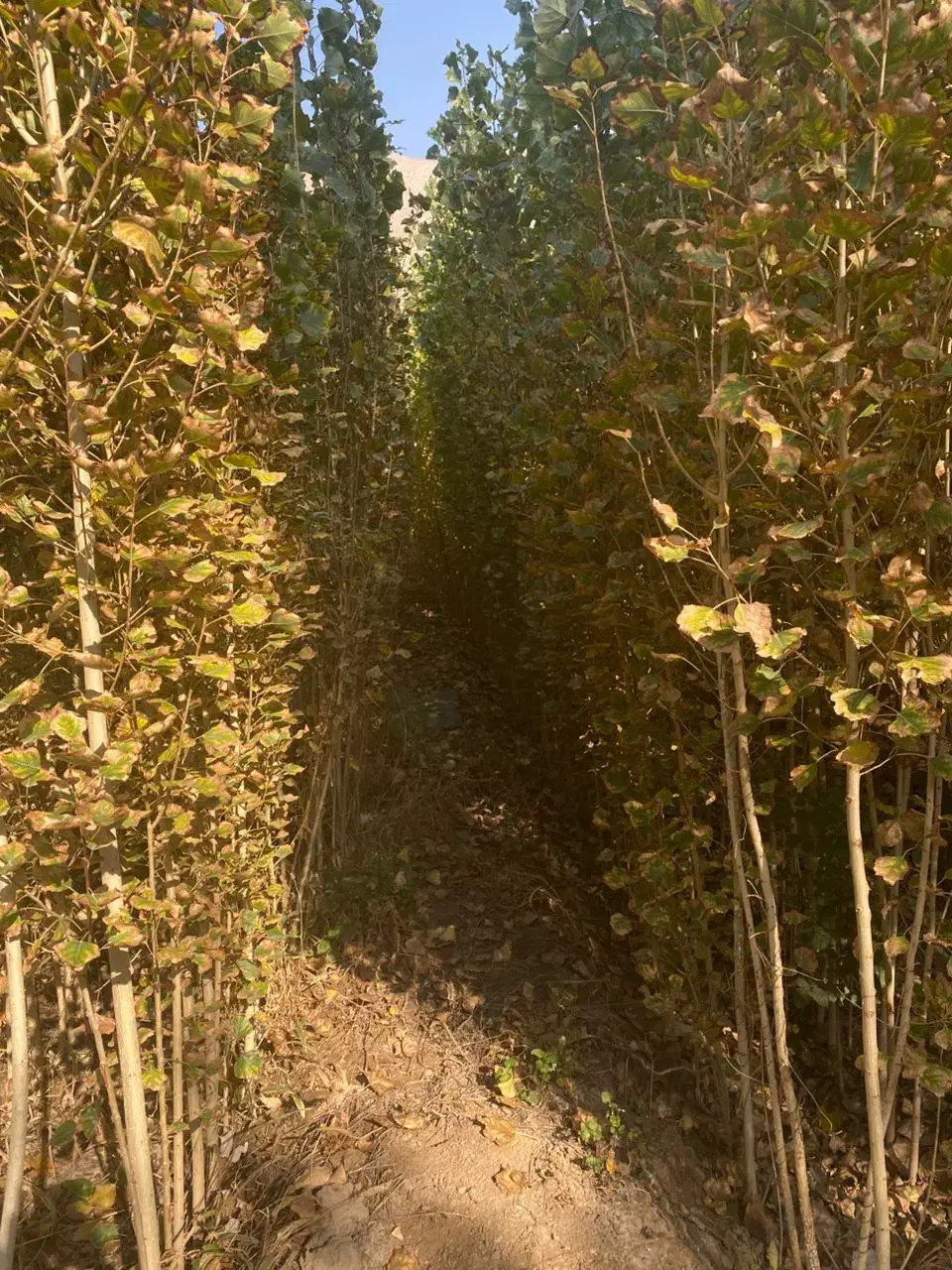 نهالستان صنوبر|خدمات باغبانی و درختکاری|شوط, |دیوار