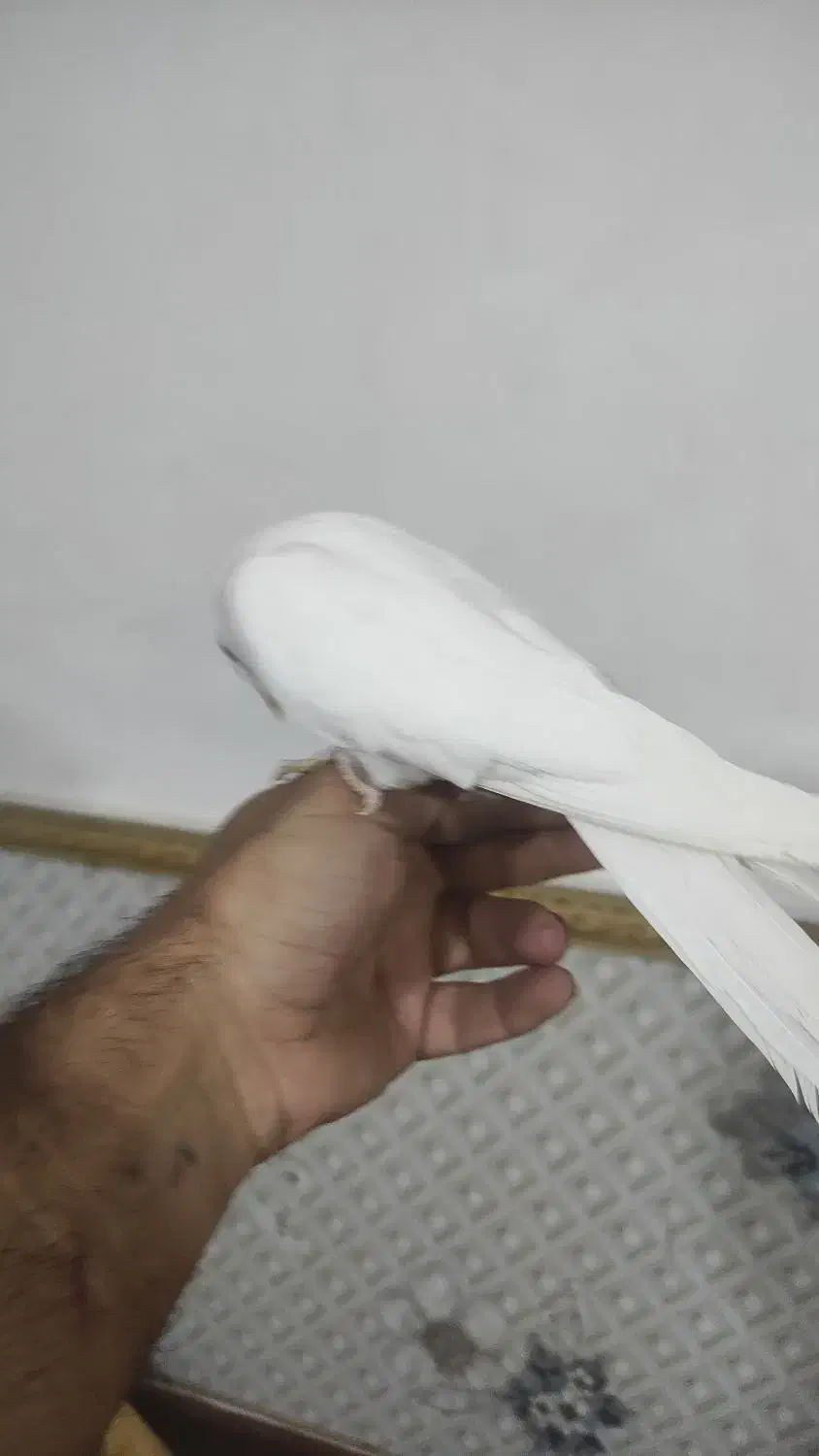 عروسی هلندی البینو|پرنده|علیآباد کتول, |دیوار