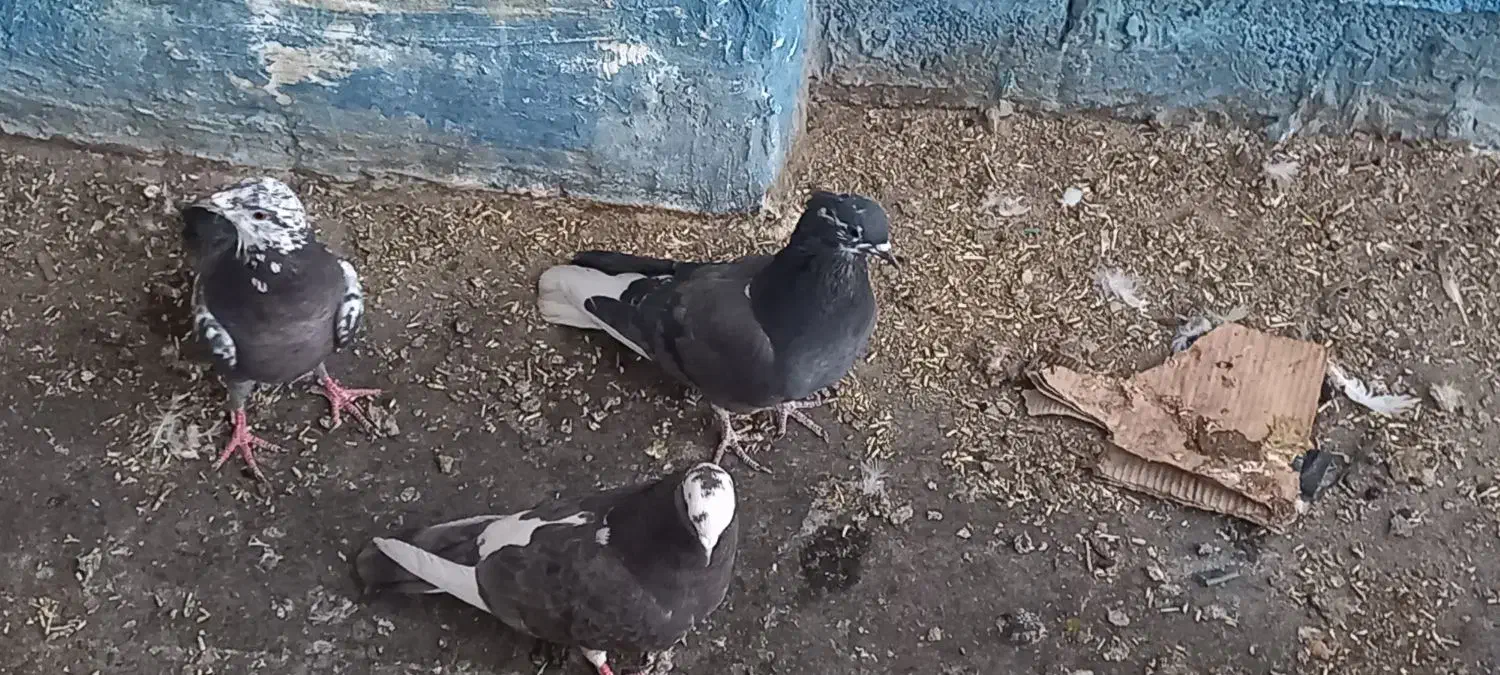 کفتر پرشی|پرنده|دماوند, دماوند|دیوار