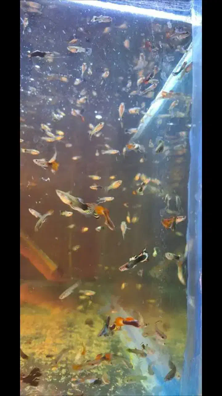 ماهی گوپی خوراک|ماهی|رفسنجان, |دیوار