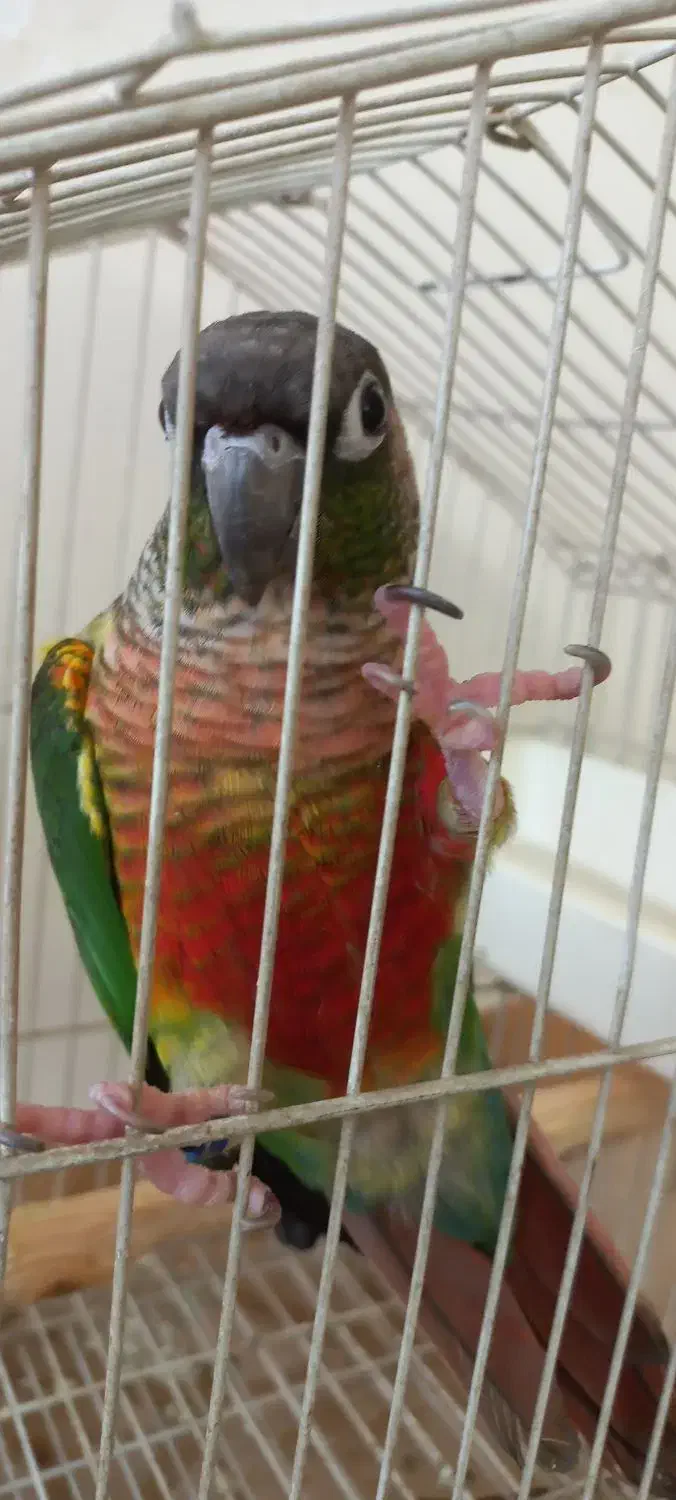 گرینچیک نر یلو ساید بالغ حلقه پا|پرنده|کرج, شهرک یاس جنوبی|دیوار