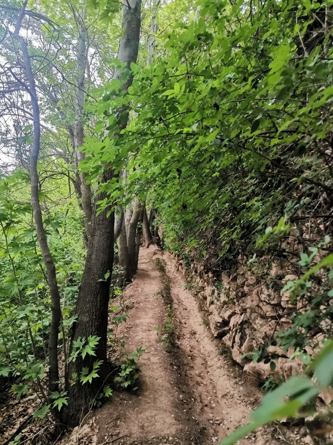 باغشهر با دیوار کودیان اقتصادی|فروش زمین و ملک کلنگی|شیراز, کودیان|دیوار