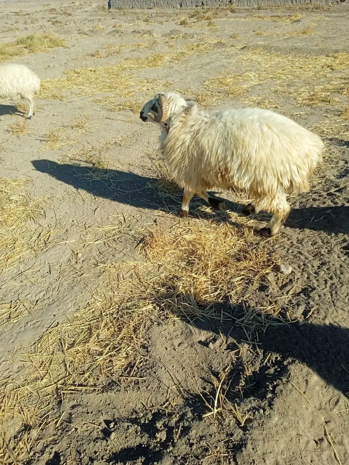 گوسفند|حیوانات مزرعه|گلزار, |دیوار