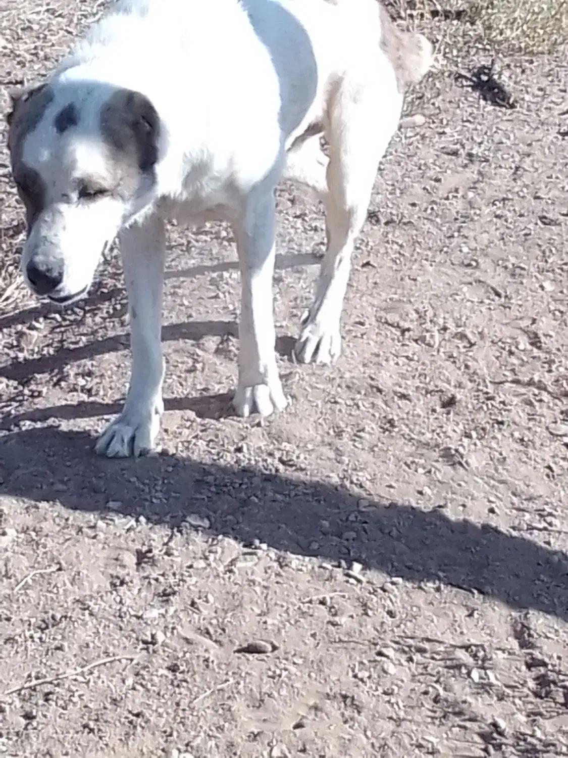 این سگ یک ماه هست در آباده گم شده|سگ|آباده, |دیوار