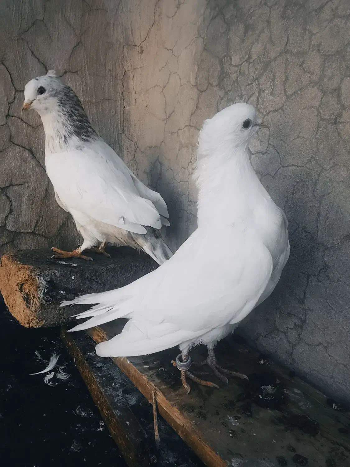 بهترین کبوتر های پرشی اصیل دور زدن بالا ۴ ساعت|پرنده|آبدانان, |دیوار