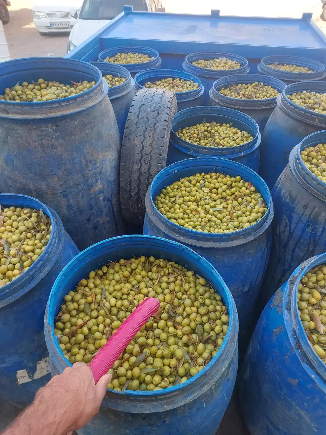 پخش زیتون رودبار و طارم|عمده‌فروشی|رودبار, |دیوار