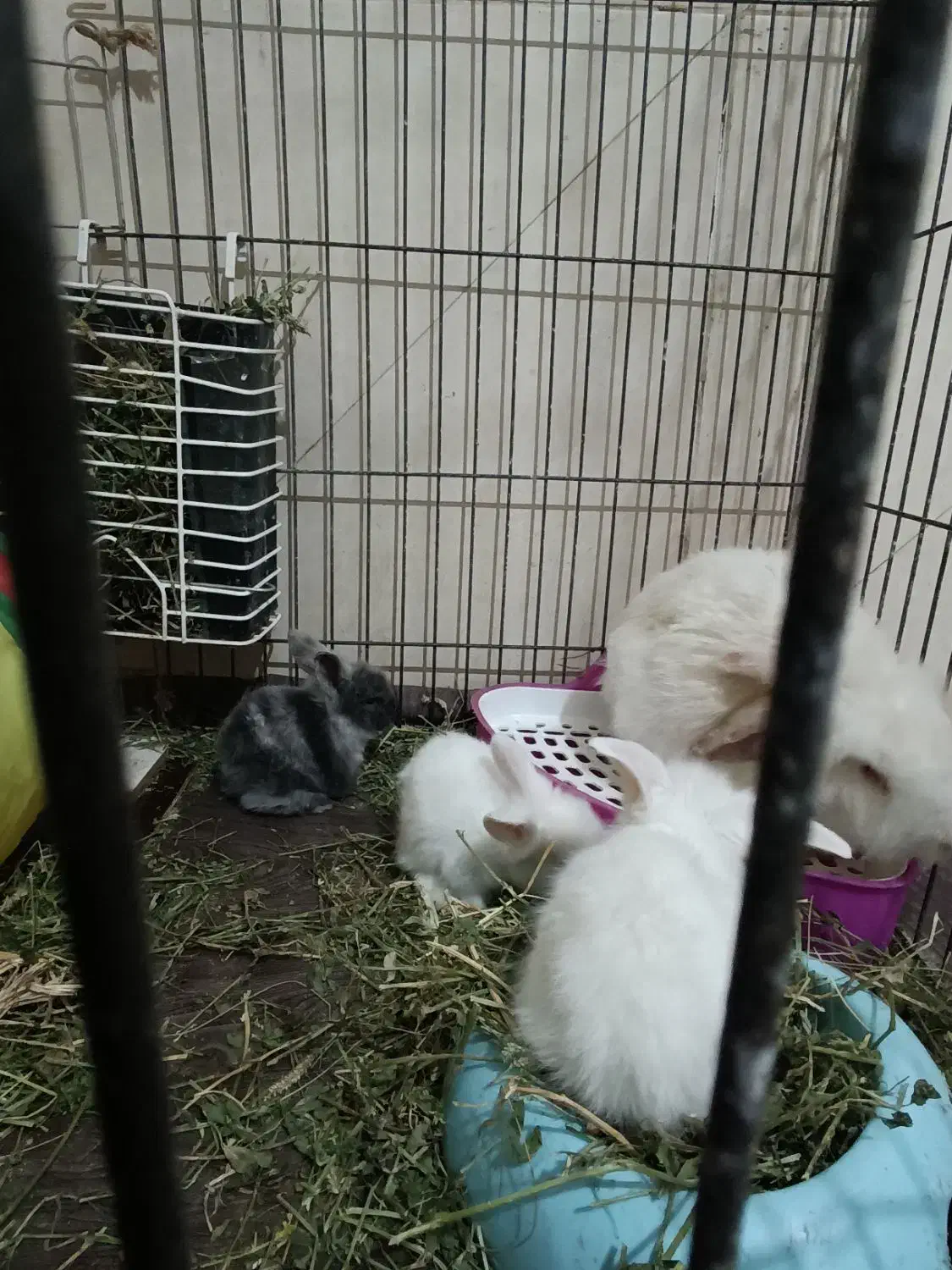 خرگوش لپ اصل|موش و خرگوش|قزوین, |دیوار