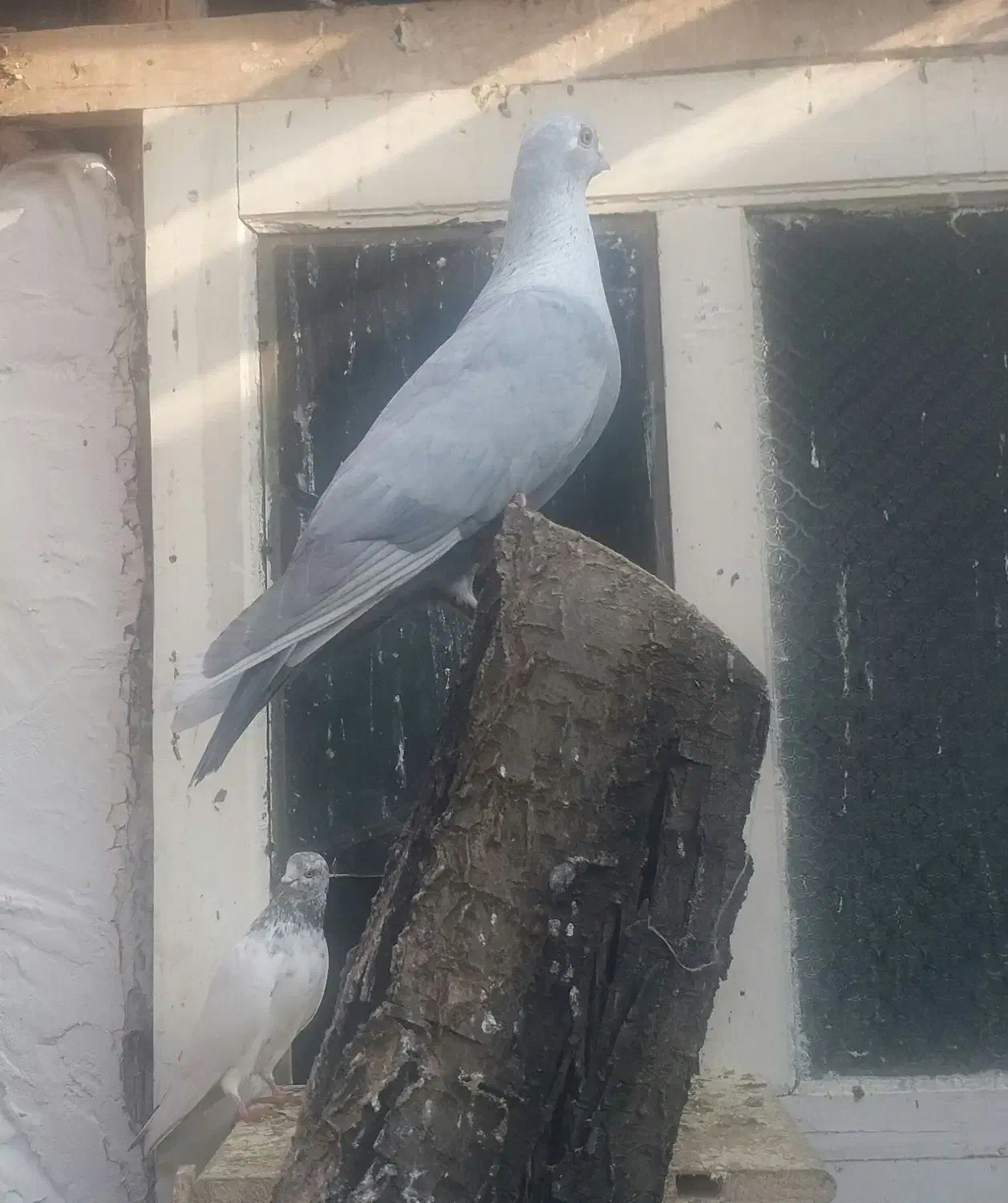 کبوتر|پرنده|نقده, |دیوار