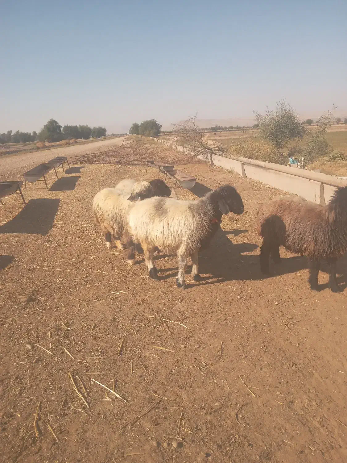 میش گوسفند|حیوانات مزرعه|گتوند, |دیوار