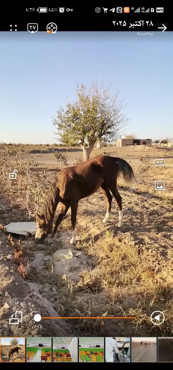 فروش کره مادیون کرد نژاد دار|اسب و تجهیزات اسبسواری|آیسک, |دیوار