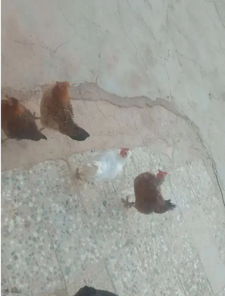 مرغ بومی اصل|حیوانات مزرعه|لردگان, |دیوار