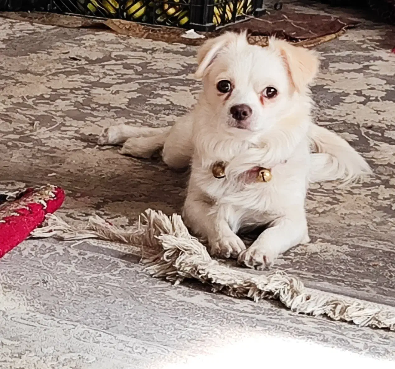 سگ گمشده|حیوانات|فلاورجان, |دیوار