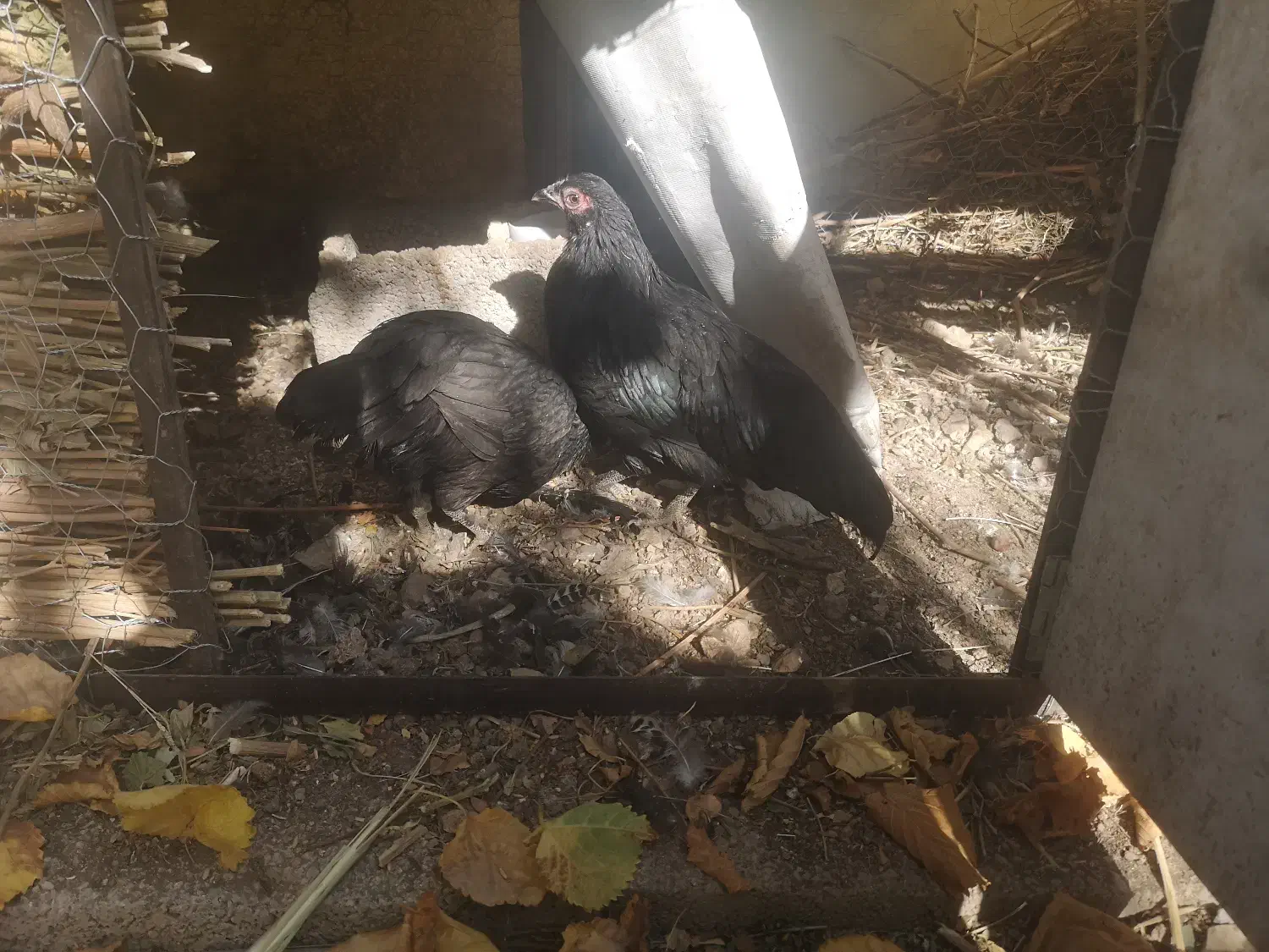 دو تا نیمچه سوماترا و گلین مجانی جهت قربانی، فوری|حیوانات مزرعه|طالقان, |دیوار