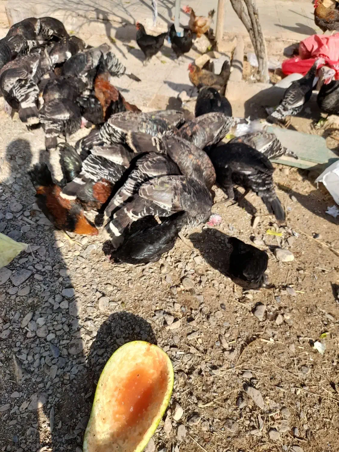 بوقلمون و مرغ و خروس|حیوانات مزرعه|نیشابور, ریوند|دیوار