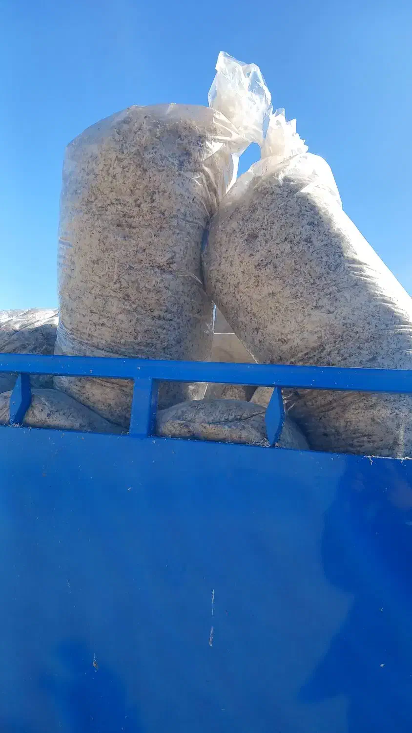 تفاله چغندر میانداب|لوازم جانبی حیوانات|چاراویماق, |دیوار