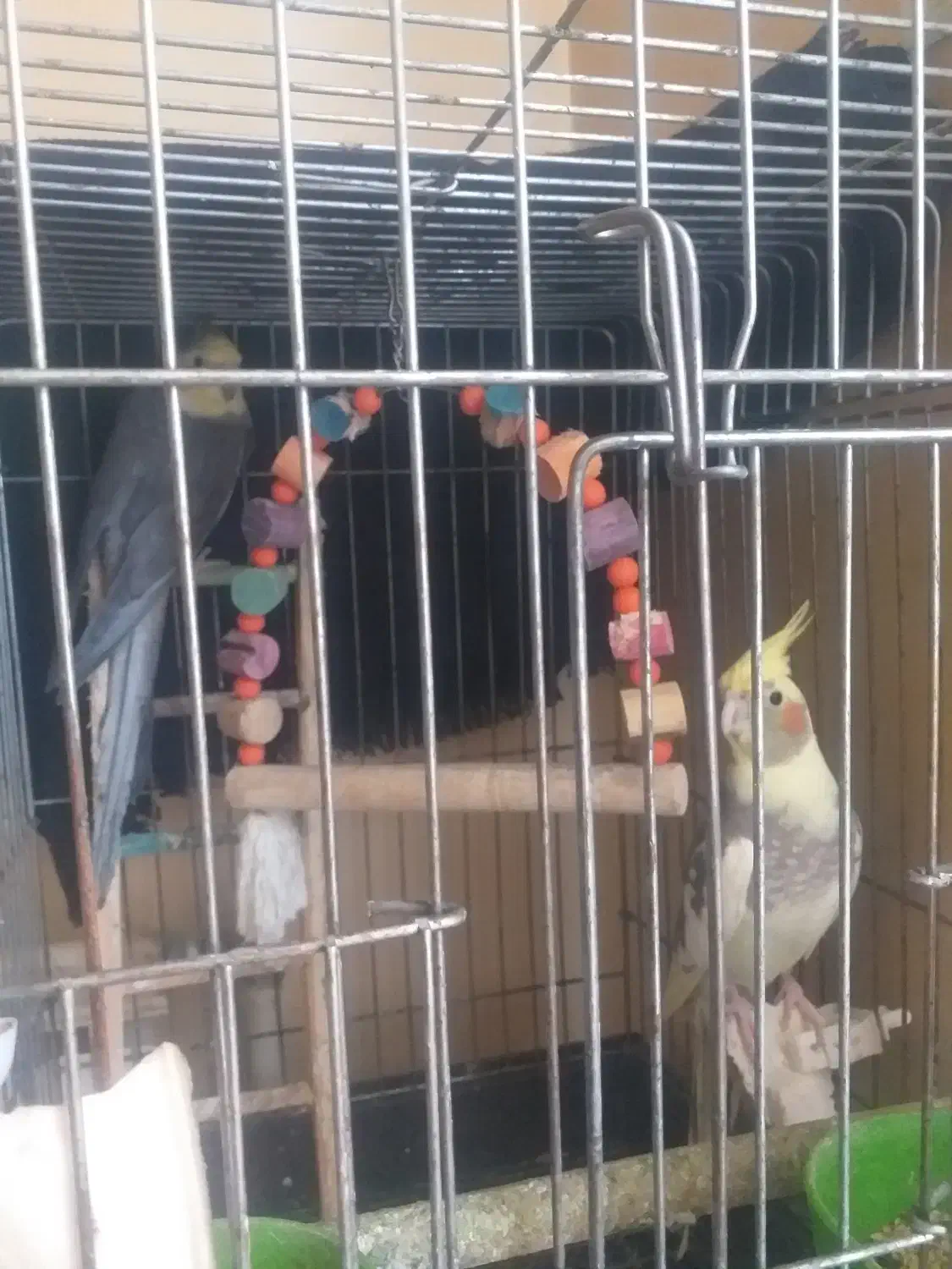 یکجفت عروس مولد|پرنده|بابل, |دیوار