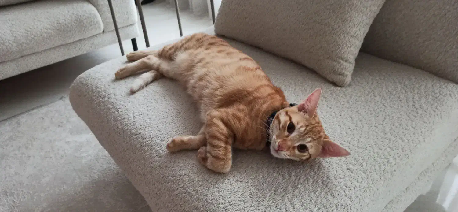 نژاد DSH آماده جفت گیری با ماده شما|گربه|گنبد کاووس, |دیوار