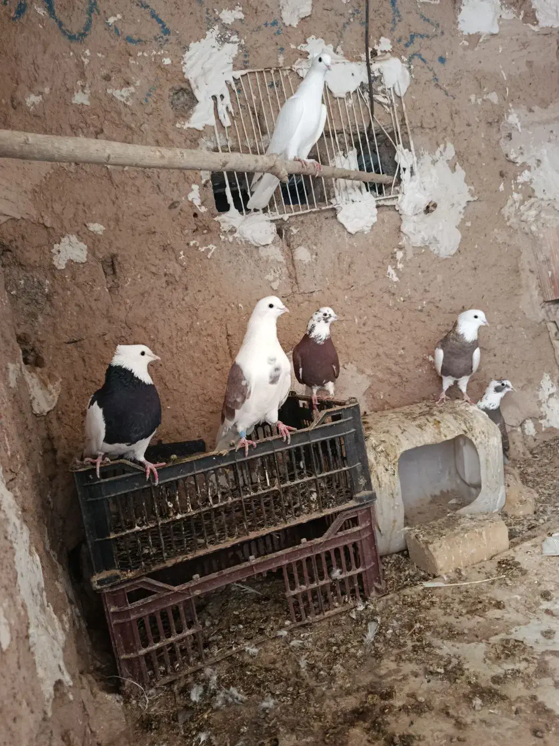 کبوتر طوقی|پرنده|میانه, |دیوار