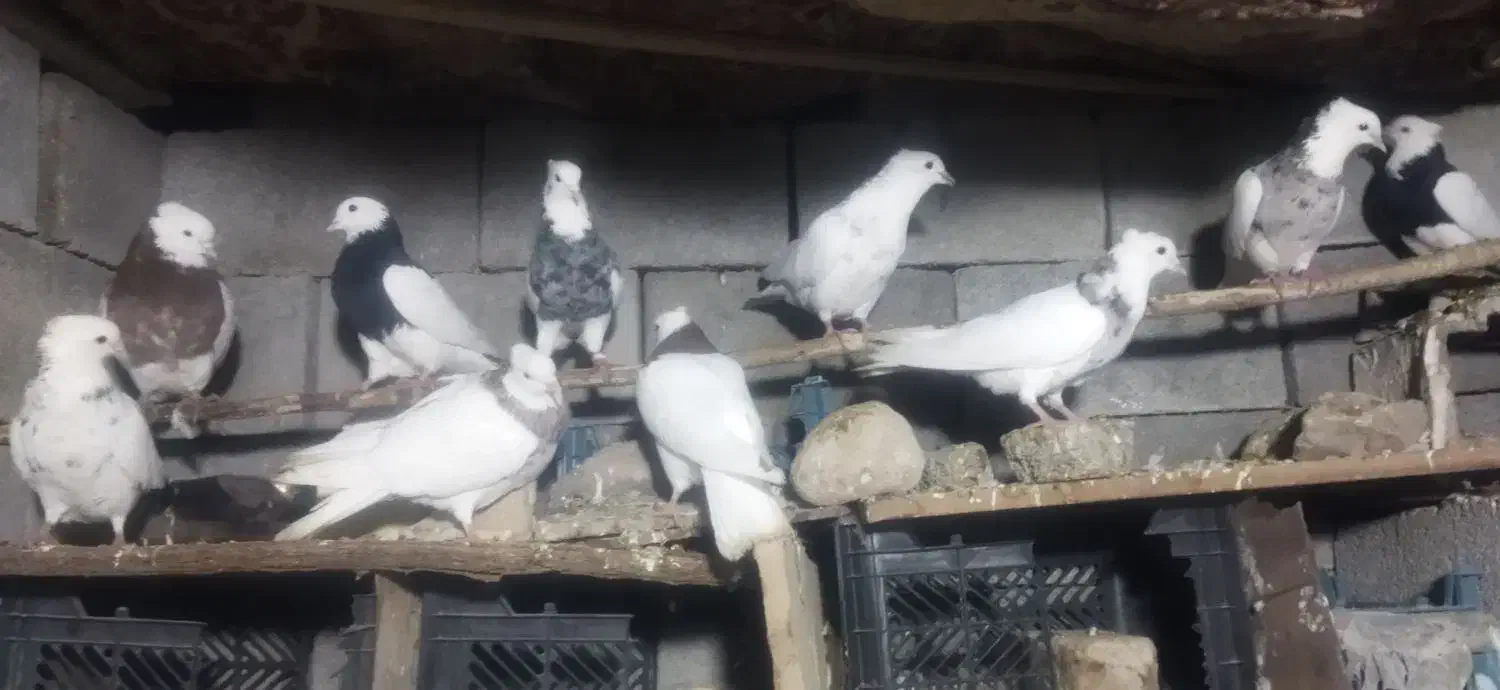 پرنده|پرنده|نورآباد ممسنی, |دیوار