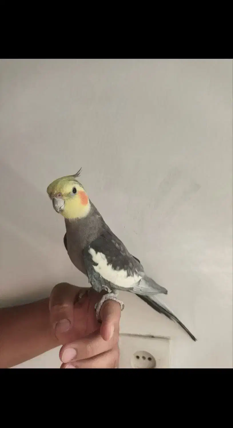 عروس هلندی|پرنده|شادگان, |دیوار