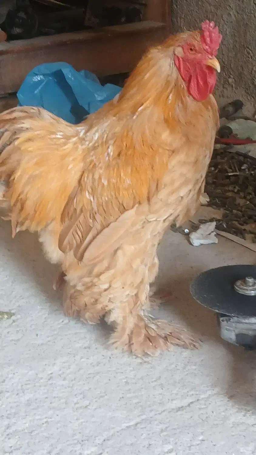 خروس چکمه پا|پرنده|گرمسار, |دیوار