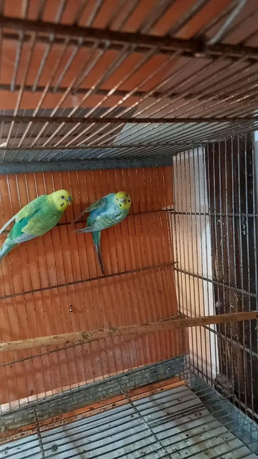 جفت رینبو|پرنده|رشت, فخب|دیوار