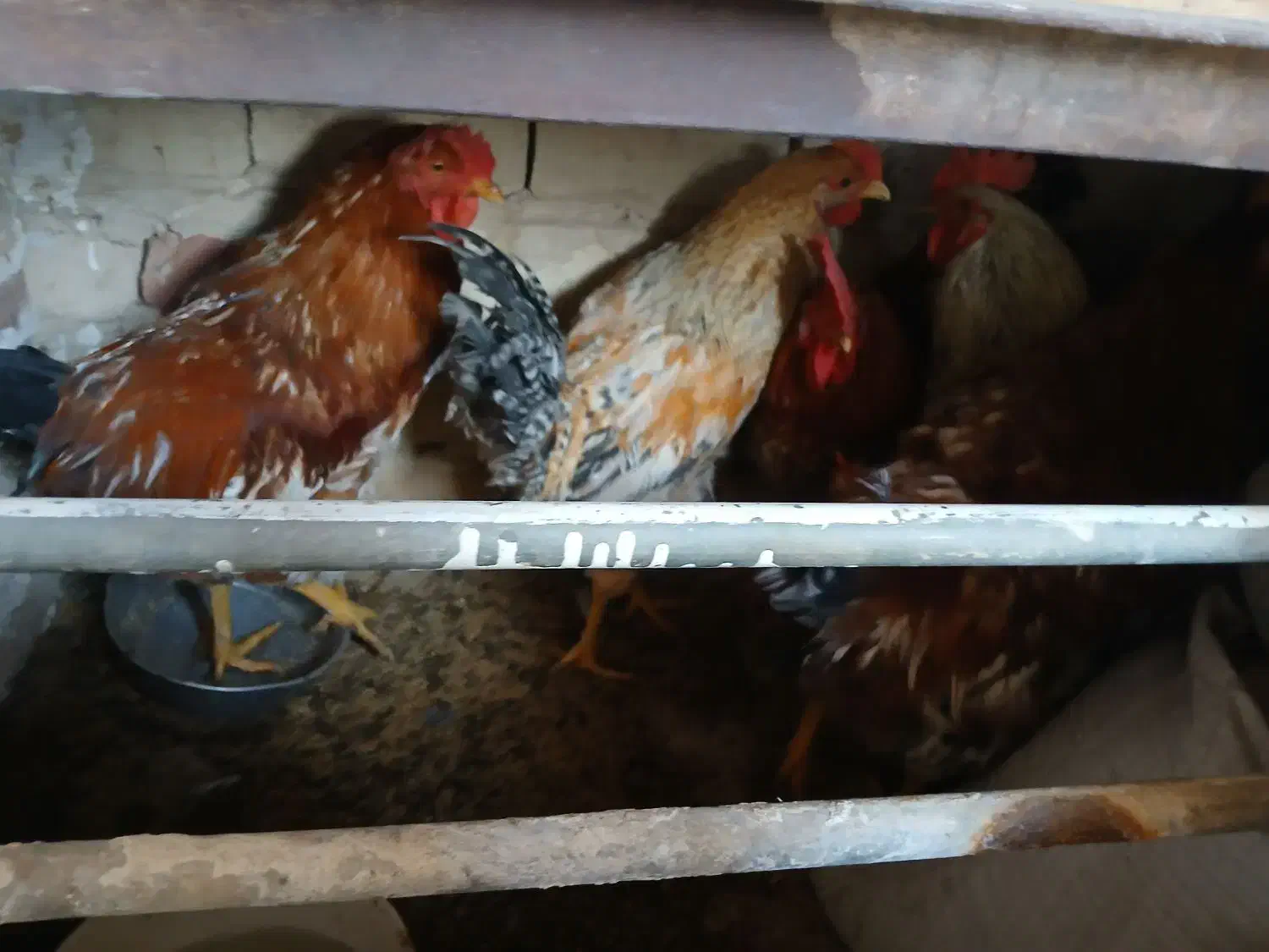 خروس محلی روستا|حیوانات مزرعه|ساوه, |دیوار