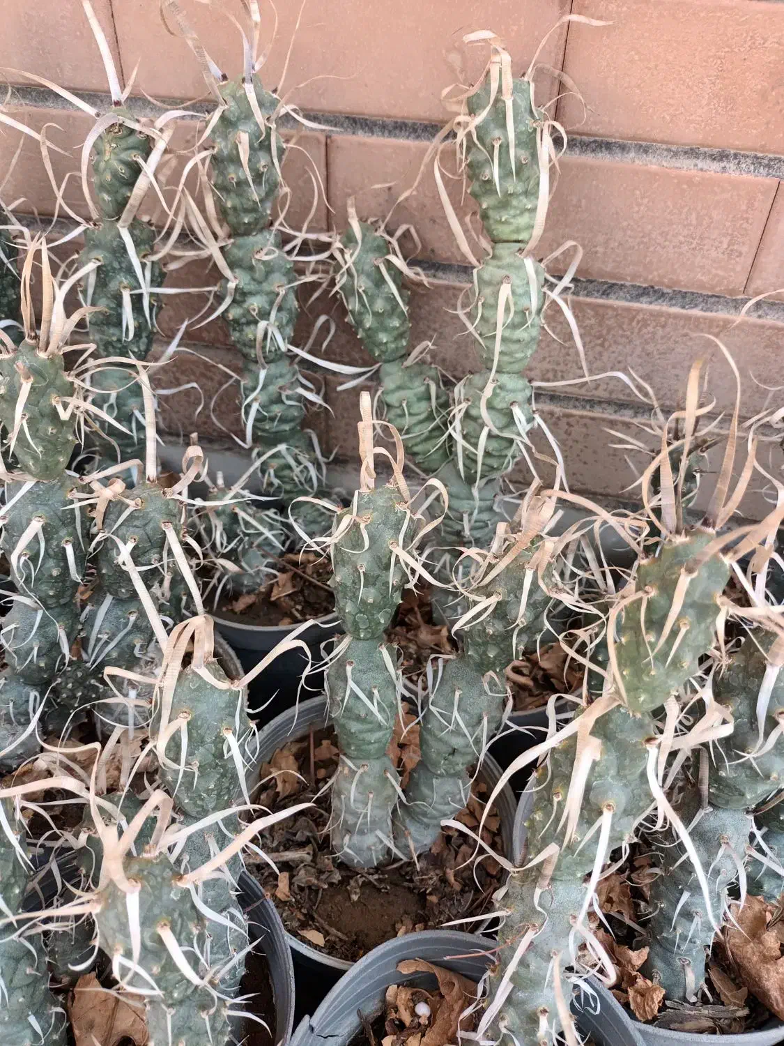 کاکتوس آناناسی|گل و گیاه طبیعی|کاشان, امیرکبیر|دیوار