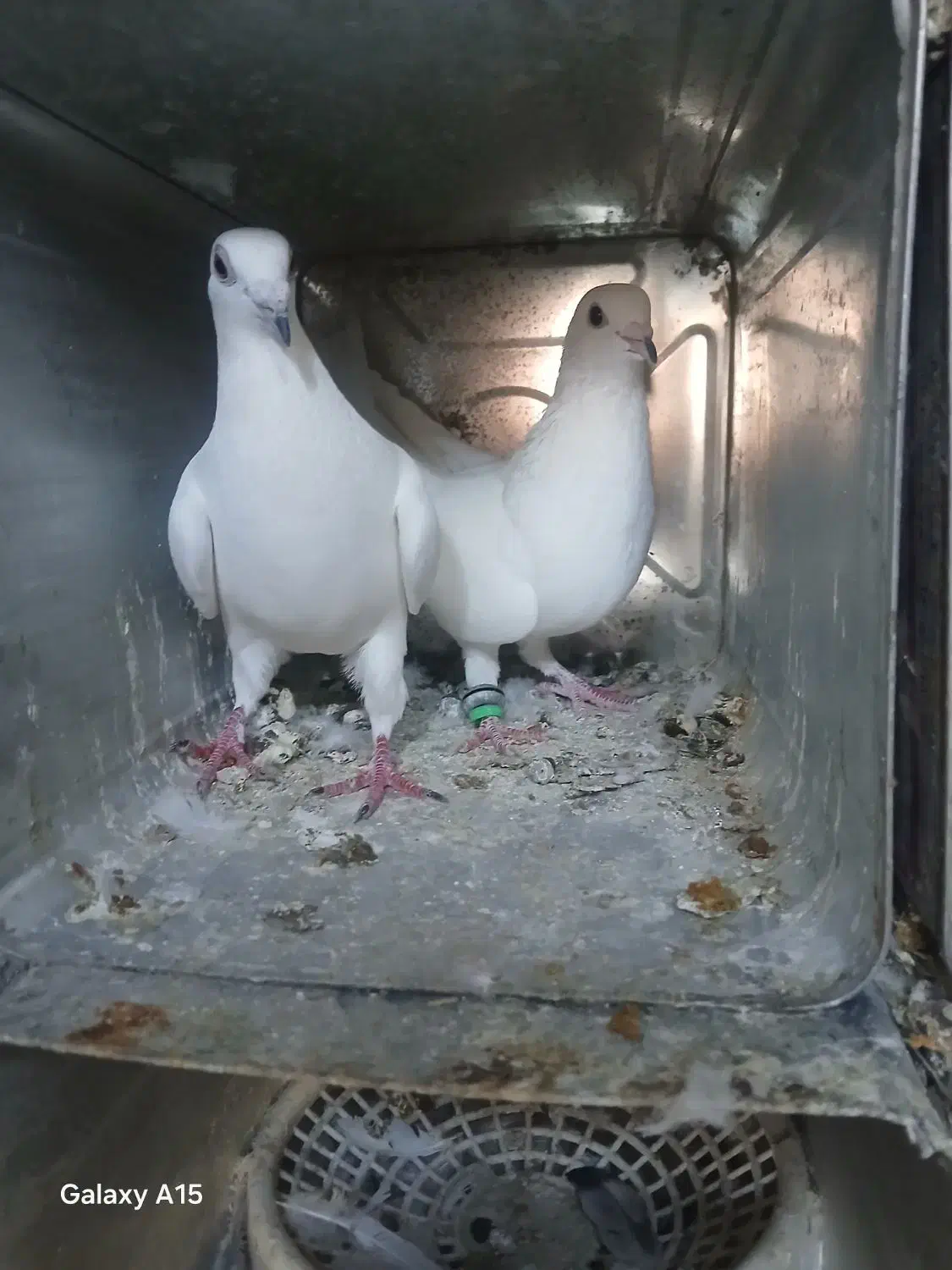 کفتر گوک|پرنده|کهنوج, |دیوار