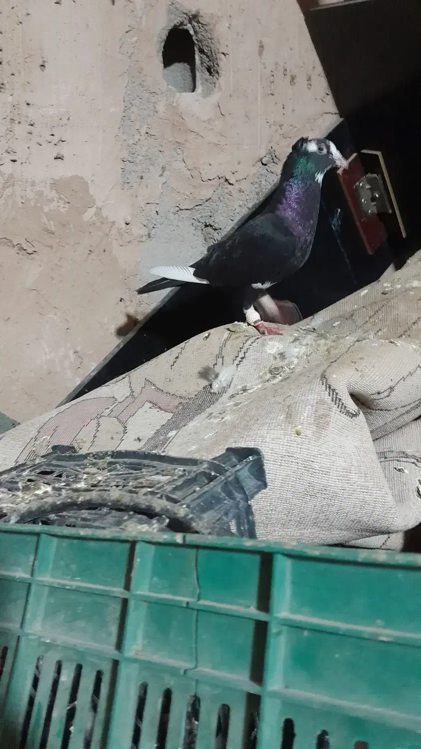 کفتر|پرنده|نیشابور, فیض آباد|دیوار