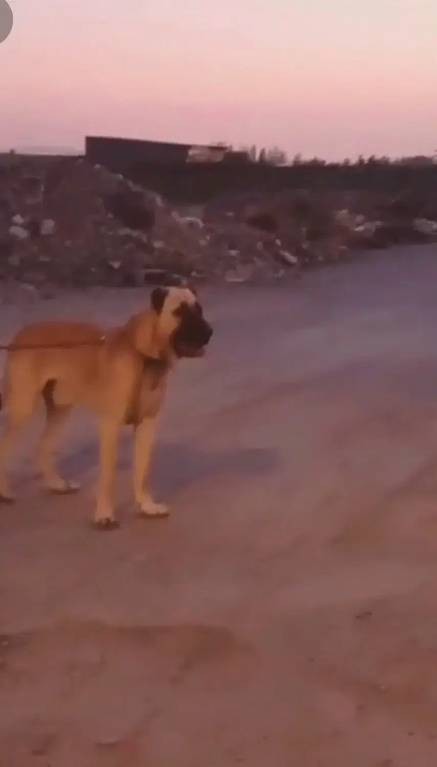 سگ سرابی|سگ|هشتگرد, شهرک راه آهن|دیوار