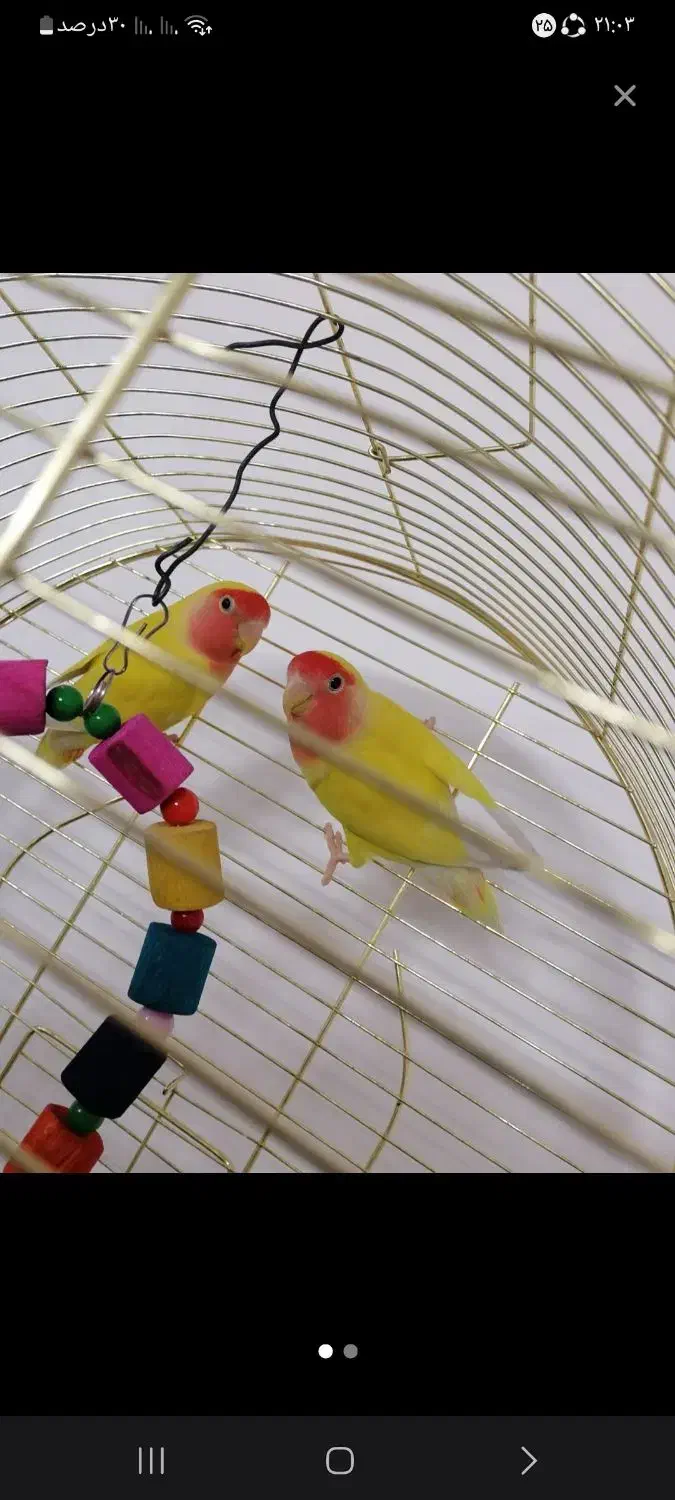 کوتوله برزیلی صورت هلویی نر و ماده مولد|پرنده|قم, چهل درخت|دیوار