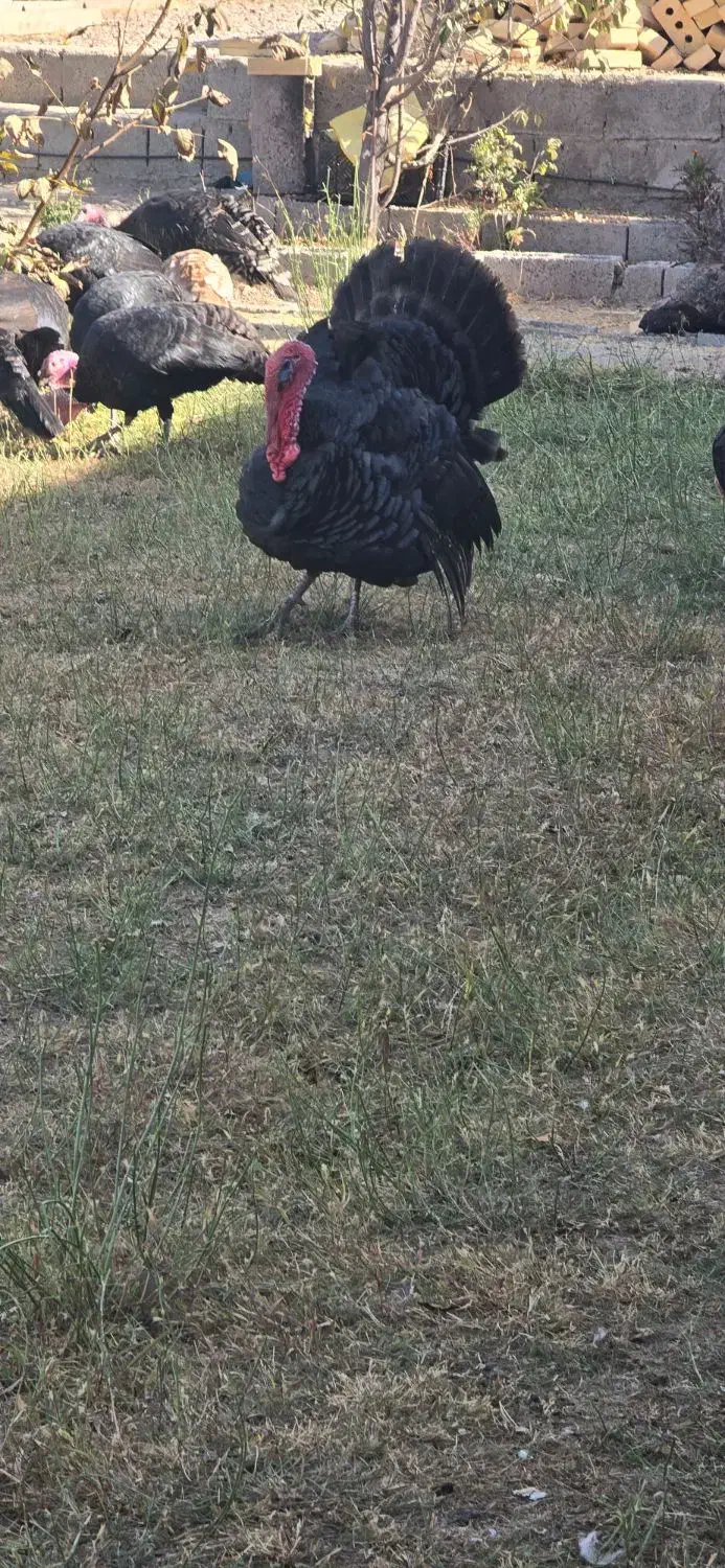 فروش بوقلمون و مرغ هر کدام ۱۰۰ عدد، تکی فروش داریم|حیوانات مزرعه|میاندوآب, |دیوار