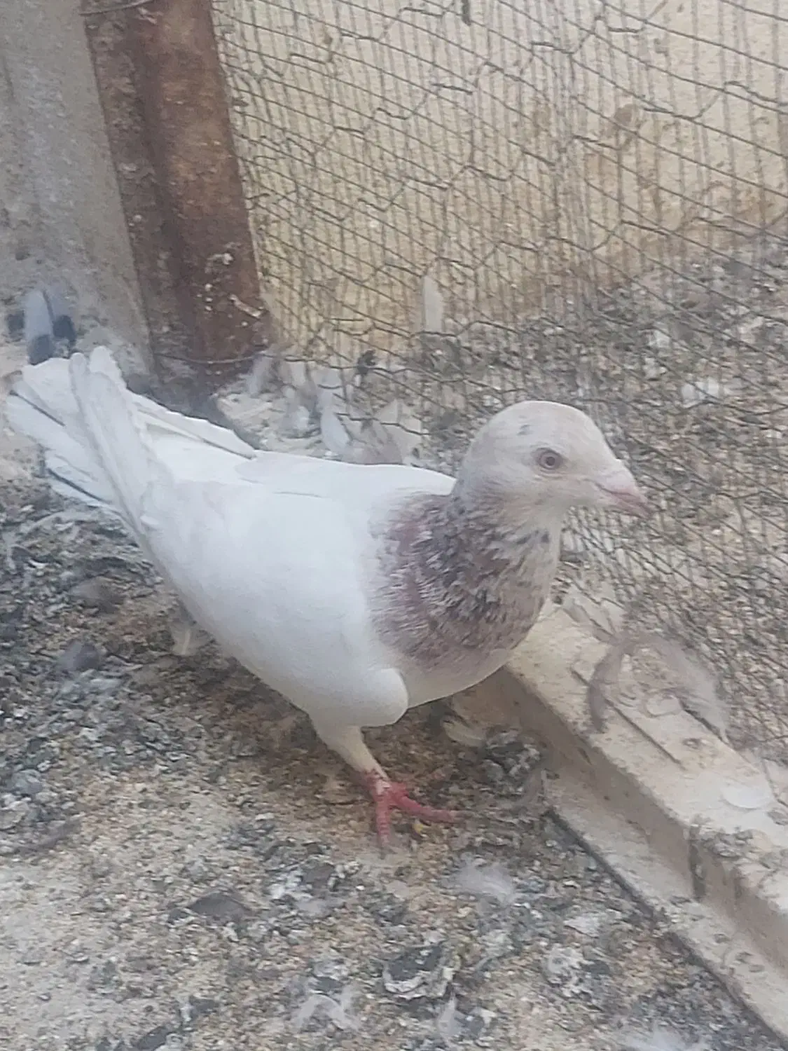 کفتر|پرنده|شیراز, کفترک|دیوار