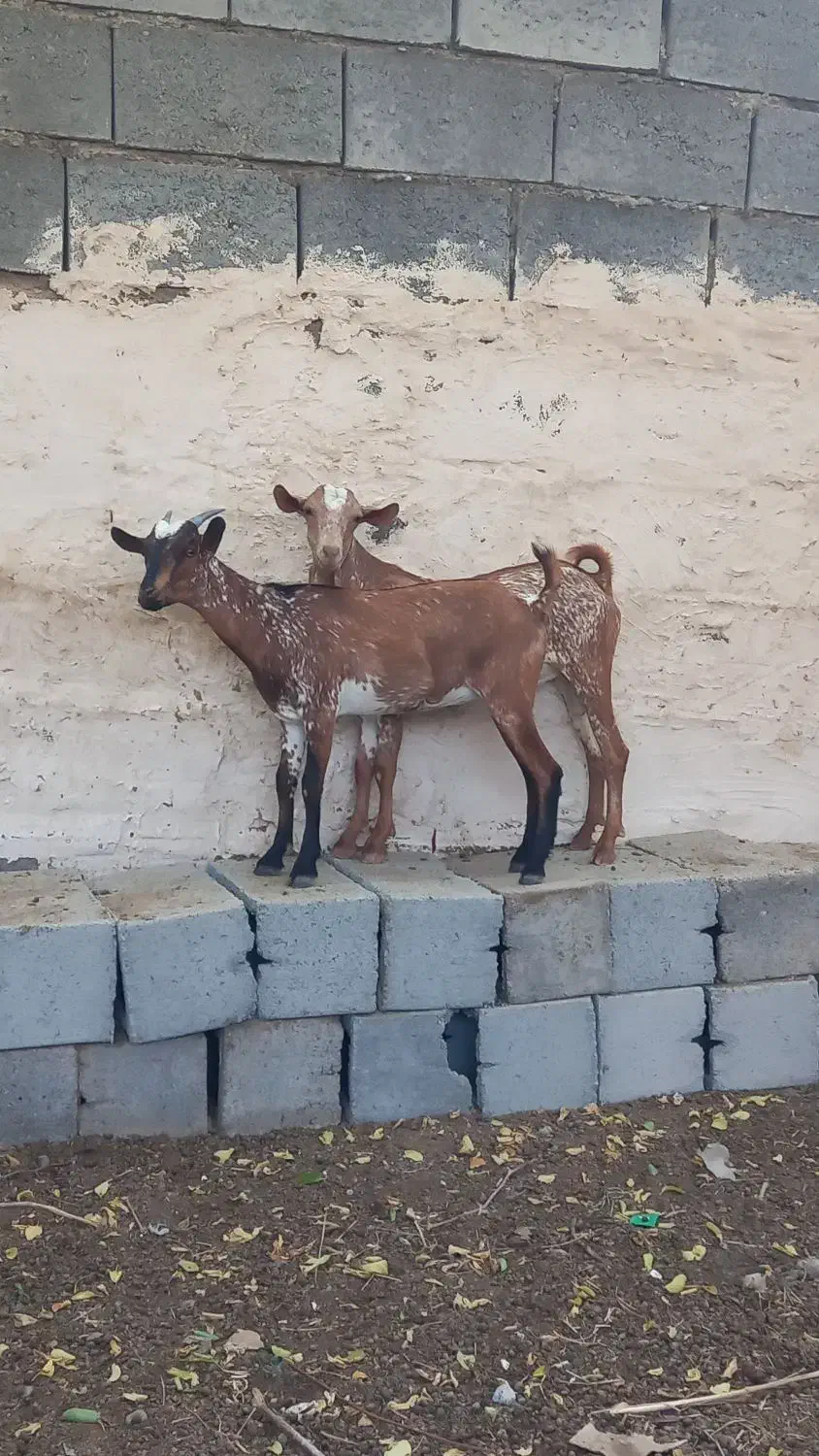 بز صلاله اصلی|حیوانات مزرعه|میناب, |دیوار