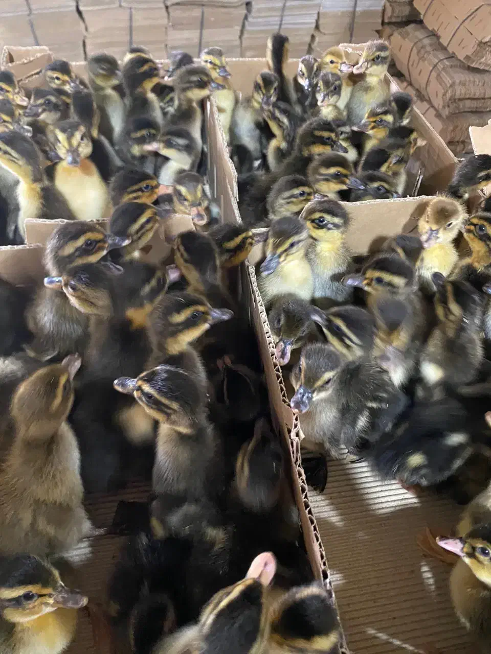 اردک پکنی دومنظوره|حیوانات مزرعه|آبادان, |دیوار