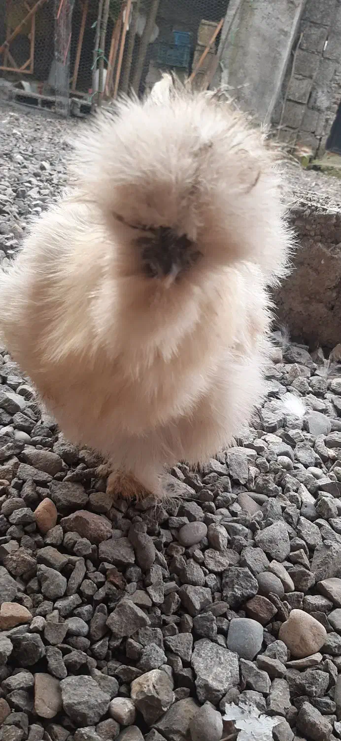 مرغ و خروس ابریشمی|حیوانات مزرعه|کیاشهر, |دیوار