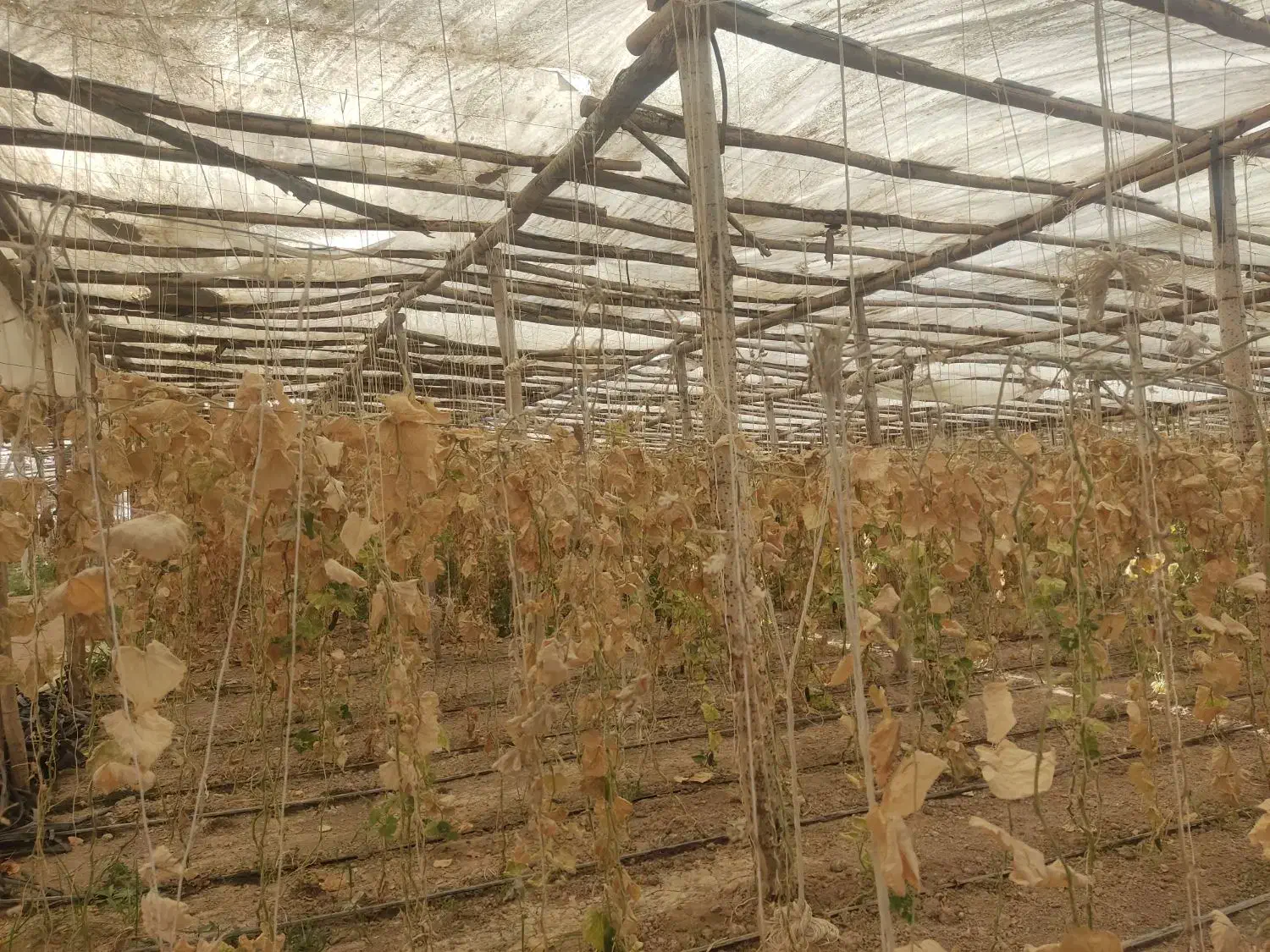 گلخانه چوبی|عمدهفروشی|زیباشهر, |دیوار