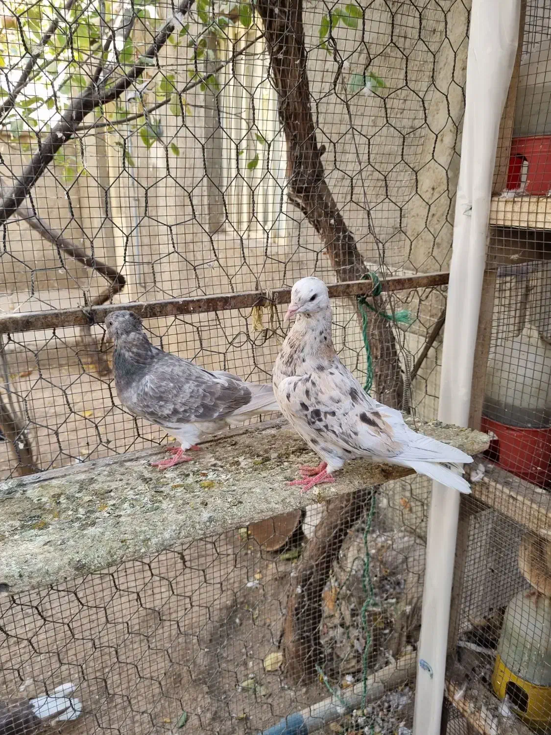 کبوتردم سفید|پرنده|تاکستان, |دیوار